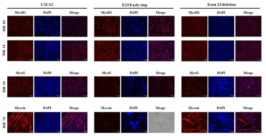 mouse C2C12 myoblast세포에서 Exon 23 early stop, Exon 23 deletion 및 정상세포에 대해 분화 마커 형광염색