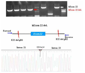 hiPSCs에서 Exon 22번 deletion 질환모델 확립