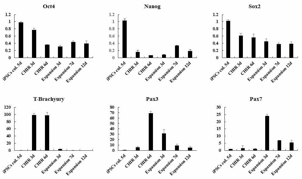 hiPSCS 에서 myogenesis 동안의 마커 발현 양상 분석