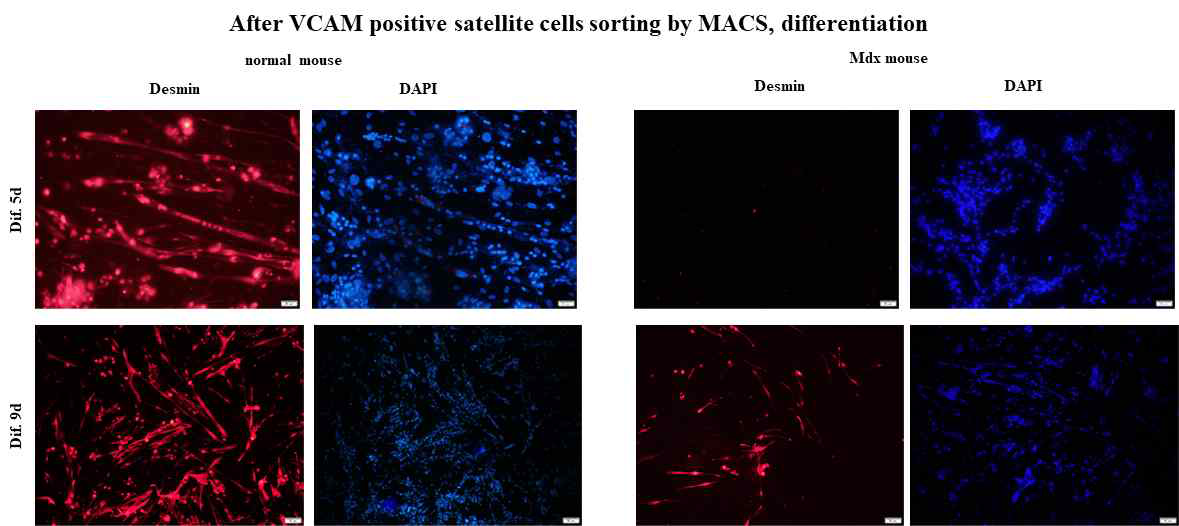 MACS 기법으로 분리한 VCAM1 positive 세포 분화 유도후 형광 염색