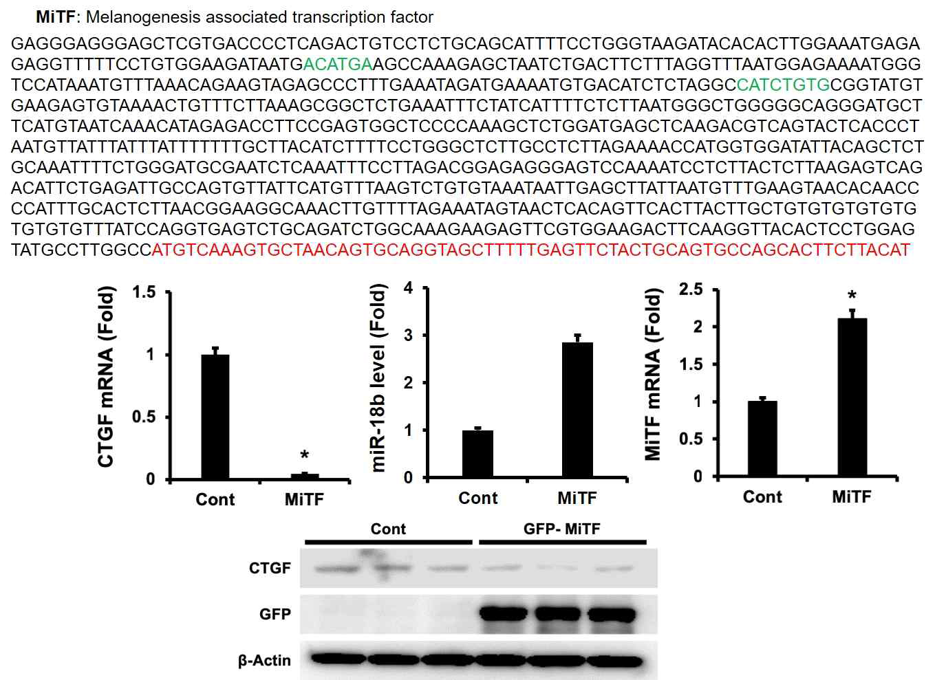 MiTF는 miR-18b의 발현을 조절함