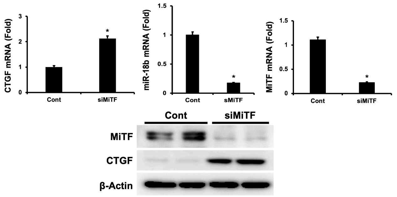 MiTF 감소에 의한 miR-18b and CTGF의 발현 조절