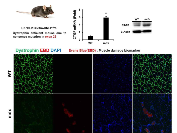 대조군과 mdx mice TA muscle에서의 dystrophin결핍과 muscle damage확인