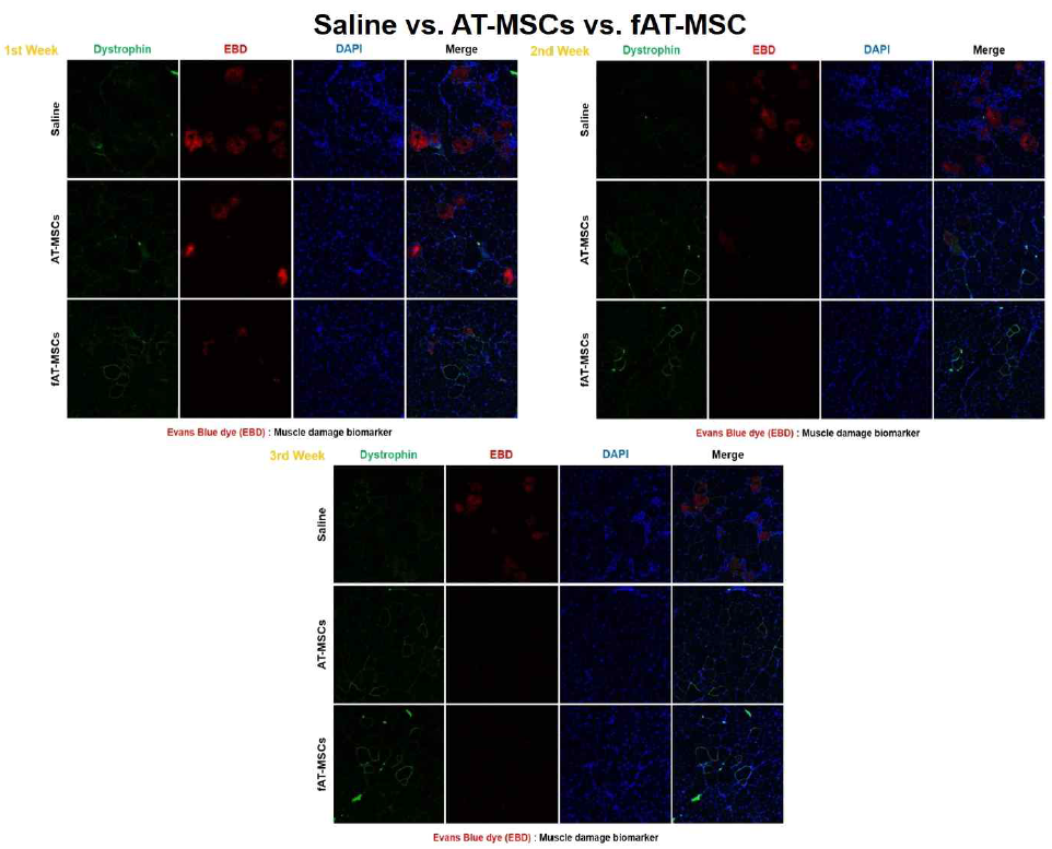 fAT-MSCs(HN & F)에 의한 dystrophin expression and EBD 감소 확인