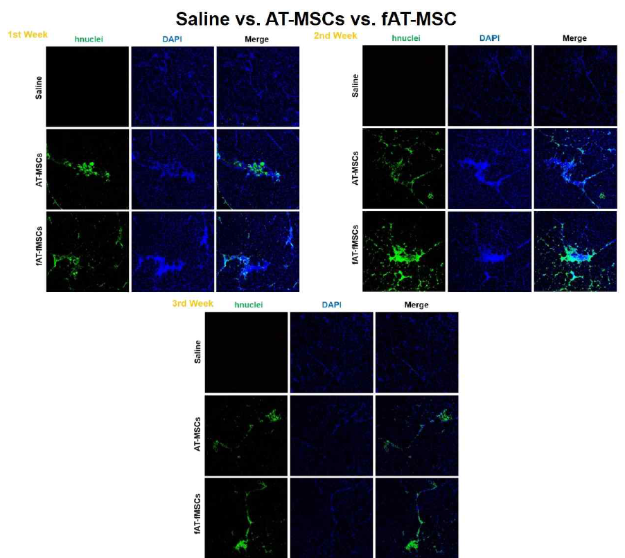 fAT-MSCs (HN & F) 주입 mdx mice TA muscle tissue에서의 생착능 확인