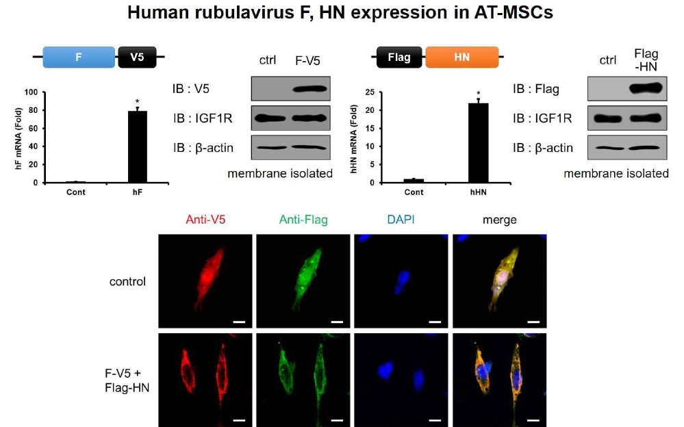 Human rubulavirus F & HN을 이용한 fusogenic –AT-MSCs(fAT-MSCs) 제작