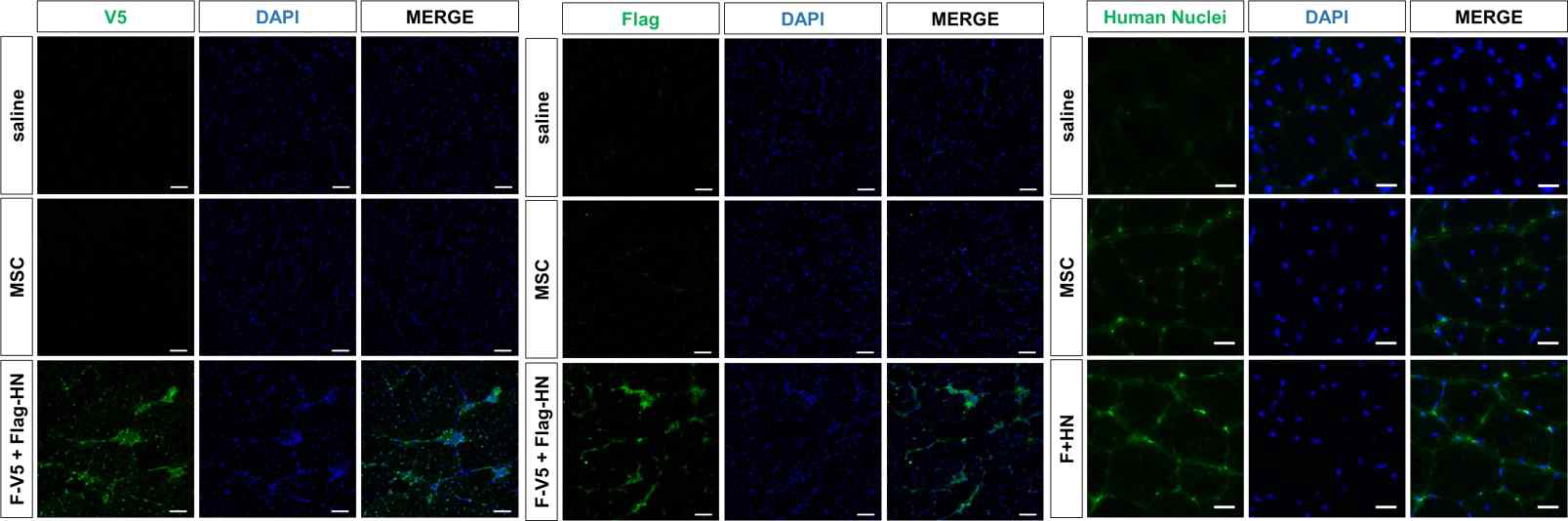 DMD동물 모델 mdx TA tissue에서의 fAT-MSCs (human rubulavirus HN & F)의 생착능 확인