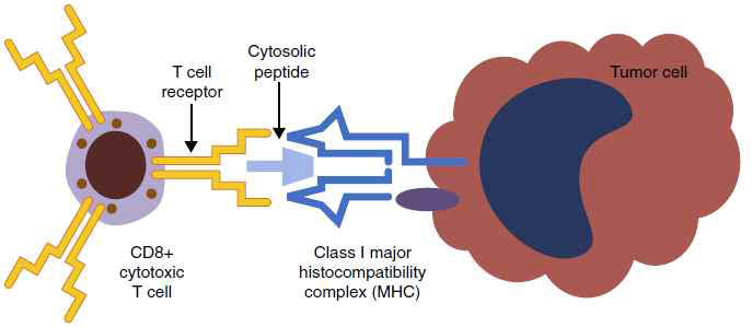 종양 세포의 HLA I에 항원이 탑재되어 세포 표면에 제시되면 세포독성 CD8+ T 세포와 반응이 가능함