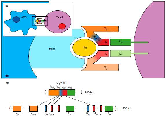 T cell receptor와 antigen peptide-MHC 와의 interaction 및 TCR 유전자 재조합