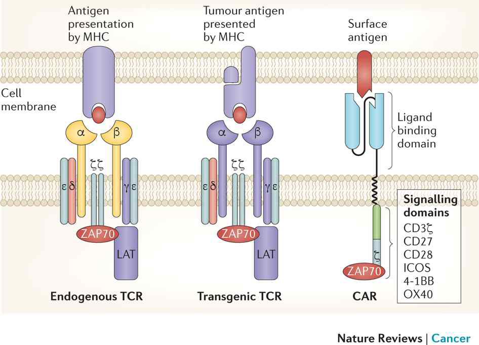 Engineered T cell receptor와 chimeric antigen receptor 구조