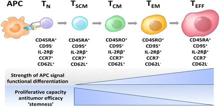 T cell 분화과정(APC, antigen presenting cell; TN, naive T cell; TSCM, T memory stem cell, TCM, central memory T cell; TEM, effector memory T cell; TEFF, effector T cell)
