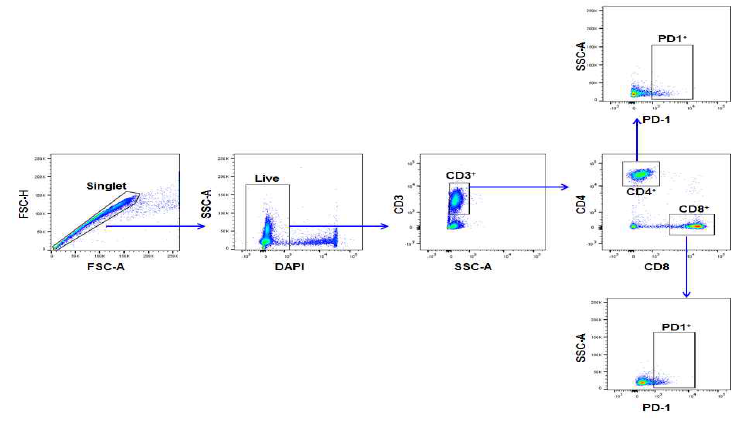 PD-1+ T cell 분석을 위한 gating strategy