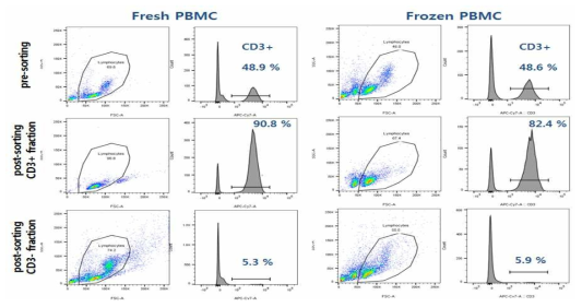 정상인의 혈액으로부터 분리된 PBMC (Fresh PBMC)에서 또는 질소탱크 저장되었던 PBMC로부터 CD3 positive cell을 분리하고 효율을 FACS 분석으로 확인