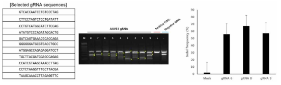 선별된 gRNA 및 T7E1 assay 및 NGS를 이용한 HeLa 세포에서의 효율 검증