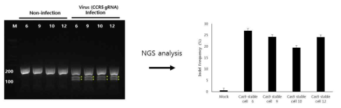 Cas9 발현 Jurkat T 세포주 구축 및 효율 검증