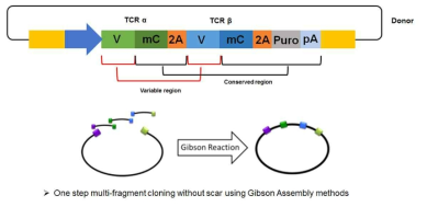 One-step TCR pair 공여 플라스미드 제작 플랫폼