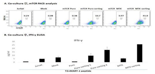 MART-126-35 펩타이드를 표지하는 T2 세포에 대한 MART-126-35 specific TCR engineered Jurkat cell의 반응성 실험. (A) 반응성 실험을 위한 co-culture 전 삽입된 TCR 유전자의 단백질 발현을 FACS로 분석. (B) MART-126-35 펩타이드를 표지하는 T2 세포와 MART-126-35 specific TCR engineered Jurkat cell을 co-culture 후, 배양액으로 분비된 IFN-γ의 양을 ELISA로 측정