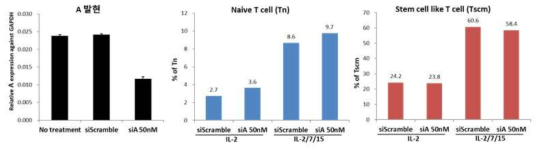 siRNA 처리 후, A 유전자의 발현을 확인(왼). CD3+ T cellㅣ의 분화에 있어 A 유전자 발현 저해에 따른 naive T cell (가운데)과 stem cell like T cell(오른)의 분포 변화를 분석