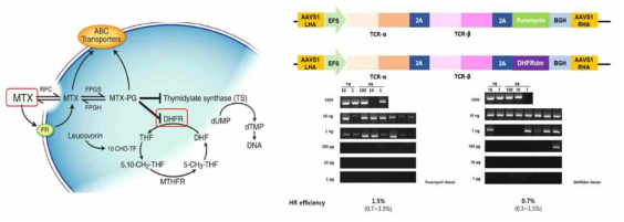 MTX-DHFR system