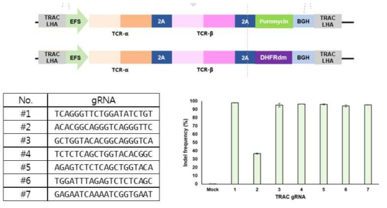 TRAC target gRNA의 서열 및 효능 실험