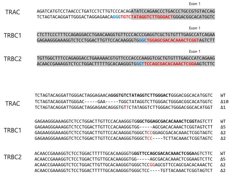 TRAC/TRBC KO Jurkat T cell의 genotype 결과