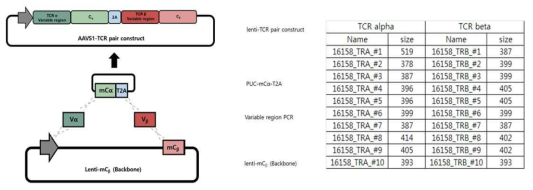 TCR pair 종류(염기서열 생략) 및 TCR pair library 구축 모식도
