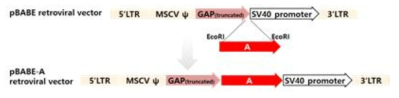 A 유전자 과발현 유도를 위한 클로닝 전략