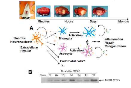 (A) 뇌졸중의 진행 단계에 따른 HMGB1의 역할. 신경세포 급성 손상으로 대량 유리된 HMGB1은 다른 신경세포의 손상 유도, microglia 활성화를 통한 염증 유발 등을 통해 뇌신경계 손상을 지속적으로 유도함. (B)60 분MCAO 후 CSF에 축적된 HMGB1의 양을 Immunoblot으로 조사