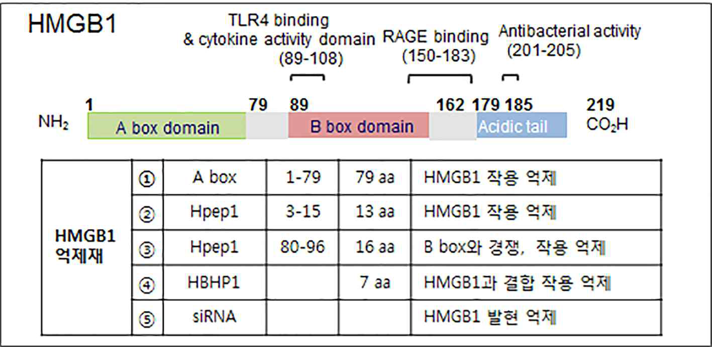 최적화와 효과 비교에 사용할 HMGB1 A box와 억제 펩타이드 3종 그리고 siRNA