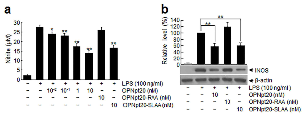 primary microglia culture에 LPS를 처리한 후 osteopontin 펩타이드와 mutant 펩타이드fmf 다양한 농도로 처리한 후 NO 분비 (A)와 iNOS 발현 억제 (B) 효과를 조사