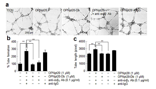 HUVECs 세포에 OPN 펩타이드를 처리한 후 tube formation, tube 길이를 조사