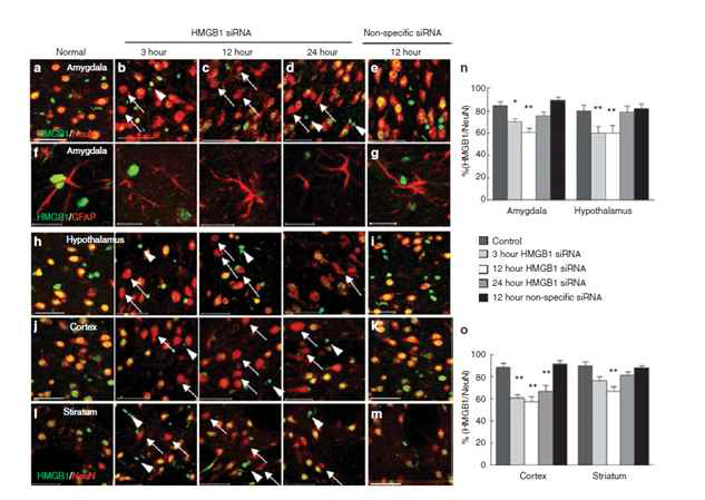 HMGB1 siRNA를 비강 투여한 후, 3, 12, 24 시간 후에 cortex, striatum, amygdala, hippocampus 부위에서의 HMGB1 억제 효과를 조사