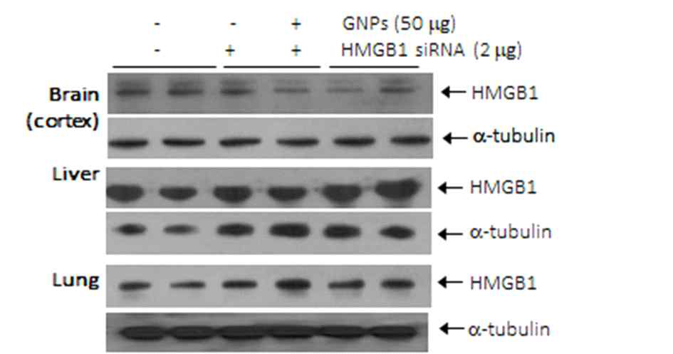 HMGB1 siRNA를 비강 투여한 후, 12 시간 후에 뇌, 간, 허파의 HMGB1 억제 효과를 조사. 이때, gelatin nanosphere (GNS)를 사용하여 complex를 만든 후 약물을 전달한 효과 비교