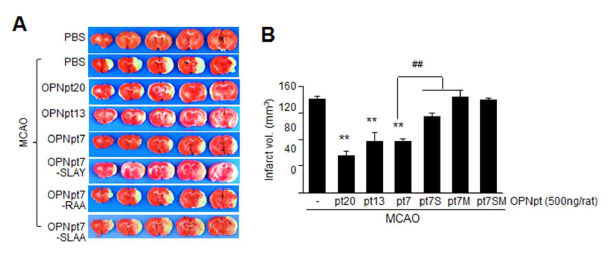 OPN peptide를 60분 MCAO 동물모델 제작 후 1시간 후에 비강투여한 후 24시간에 TTC 염색을 통해 뇌경색 부피를 측정함