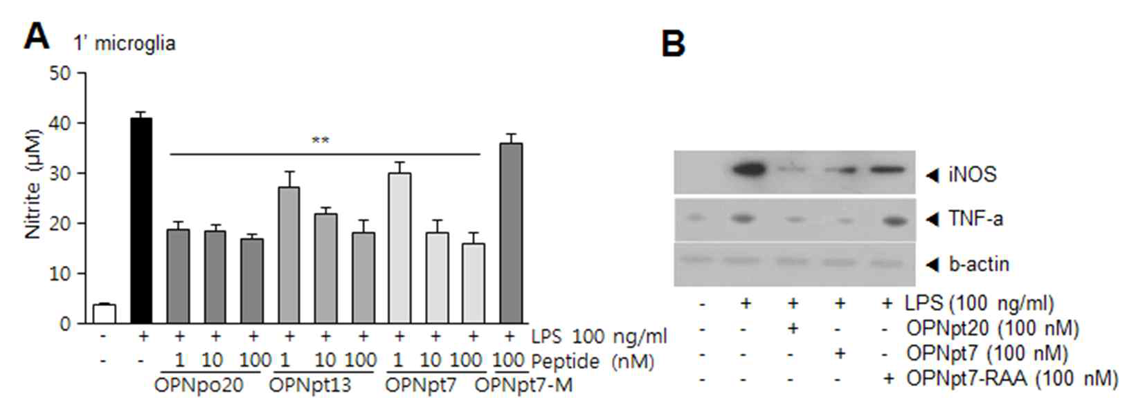 microglia 1차배양세포에 LPS 처리후 NO 분비 및 사이 토카인 발현 유도를 조사함