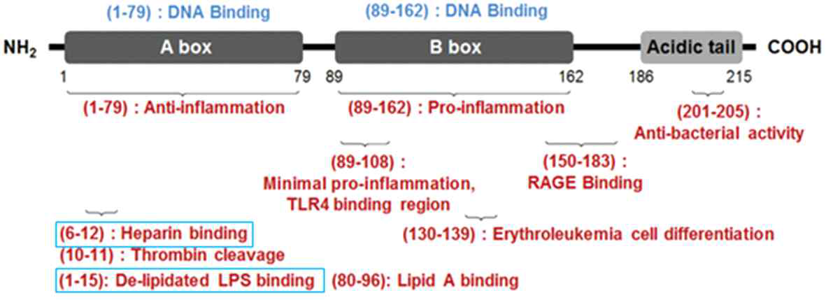 HMGB1의 부위에 따른 작용과 heparin binding 부위표시