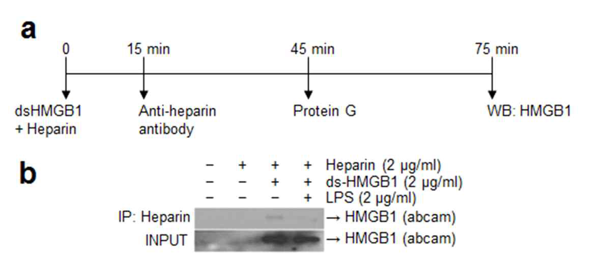 co-immunoprecipitation 실험을 통해, HMGB1 A box와 heparin의 결합조사