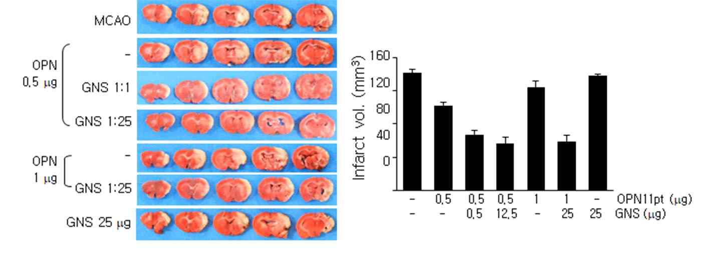 GNS와 OPN peptide11을 일정비율로 섞어 complex를 만든 후 비강 투여한 후 OPN peptide11의 뇌경색 억제 보호 효과를 조사