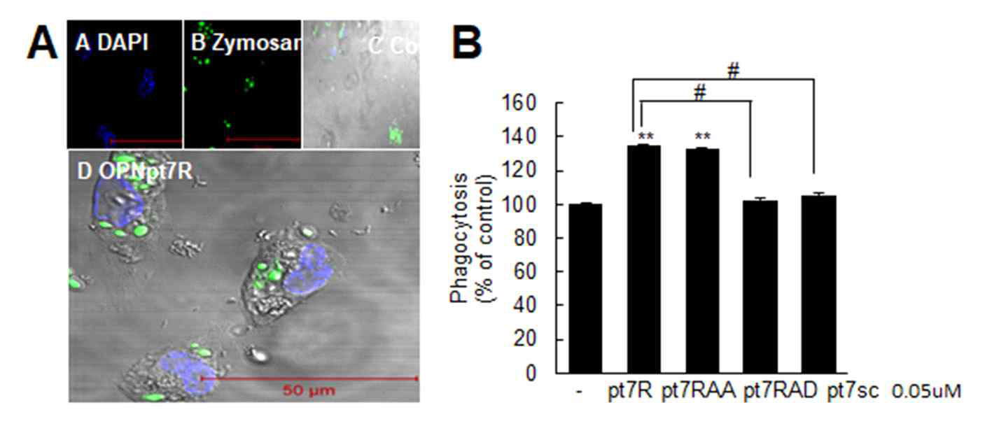 BV2 세포주에 OPN7 펩타이 드와 RGD를 RAA, RAD로 치환한 mutant 펩타이를 처리한후 zymogen을 사용한 포식작용 조사