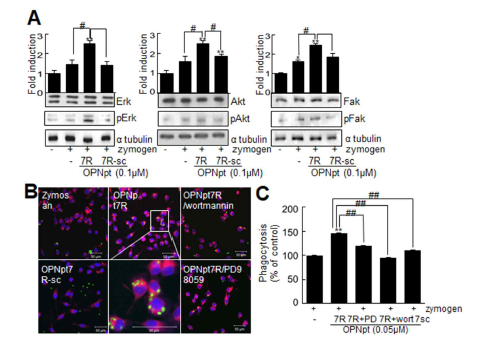 (A) BV2 세포주에 OPN7 펩타이드를 처리하면, ERK, FAK, AKT 신호 전달계 유도 조사. (B,C) BV2 세포에 ERK와 AKT 신호전달계의 억제제인 PD98059와 wortmannin을 OPN7 펩타이드와 함께 처리한 후 phagocytosis 유도