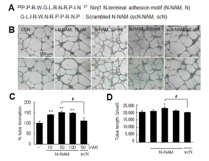 HUVECs 세포주에 N-NAM을 처리한 후 혈관형성 유도 효과를 조사 scrambled N-NAM과 비교