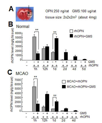 rhOPN-only 혹은 rhOPN+GMS를 뇌졸중 동물 모델에 비강투여한 후, 1h, 12h, 1d, 2d, 4d 경과 후 뇌조직에 존재하는 rhOPN 양을 ELISA로 조사
