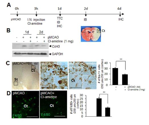 Cl-amidine를 MCAO 동 물 모델 제작 후 3시간에 비강투여한 후, 1일, 2일 후의 NETosis 표지자인 CitH3 발현 유도, 4일 경과 후 microglia 숫자 조사