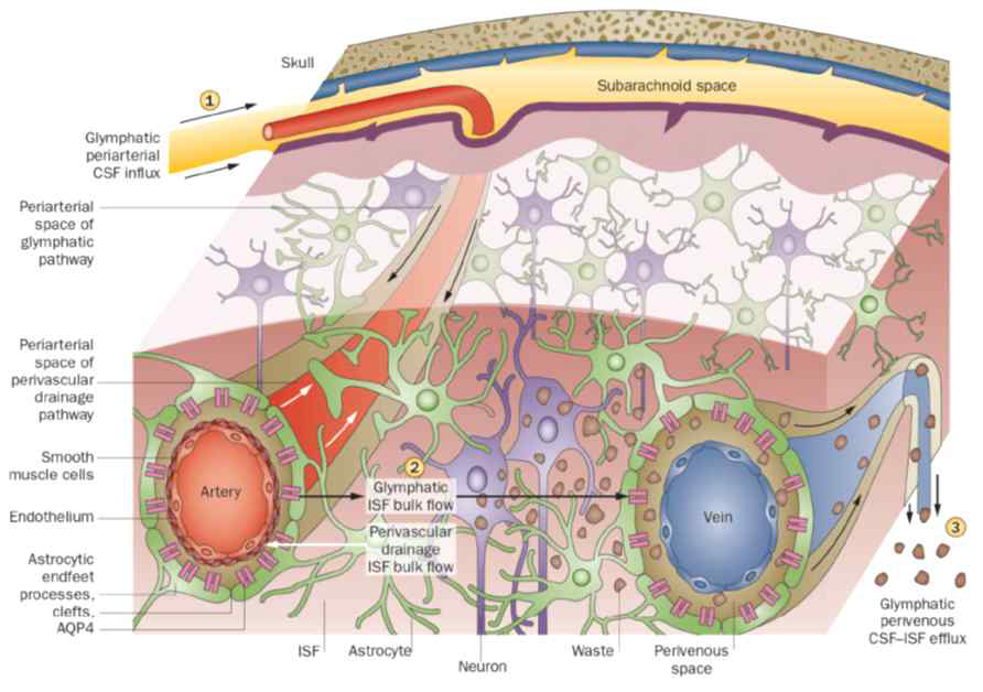글림파틱 시스템에 의해서 뇌 대사 노폐물이 제거되는 단계는 ①periarterial CSF influx, ②ISF bulk flow, ③perivenous CSF-ISF efflux를 거쳐 deep-draining vein의 perivenous space를 통한 배출로 이루어짐(Nat Rev Neurol, 2015)