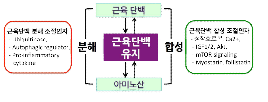 근단백질 유지에 관련된 인자들