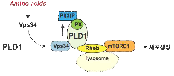 아미노산에 의한 PLD1/mTORC1 활성화 기작