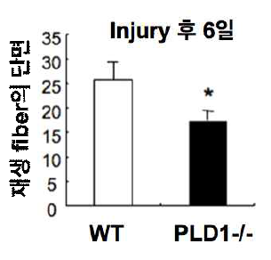 PLD1-/-마우스의 근육재생이 감소함