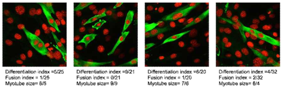 C2C12의 분화정도 측정을 위한 근육세포의 분화능 측정 정량화