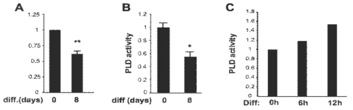 PLD assay 방법의 비교 A-B)지방세포인 3T3L1 세포의 분화과정동안 PLD의 활성의 비교. A)[3H]-phosphatidylbutanol(PBt)측정 B) ELISA로 Choline의 양 측정 C) ELISA로 Choline의 양 측정하는 방법으로 C2C12 분화동안 PLD 활성측정