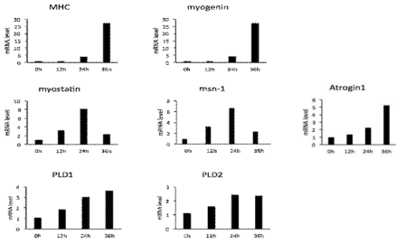 C2C12분화동안 PLD1과 myostatin의 발현 비교